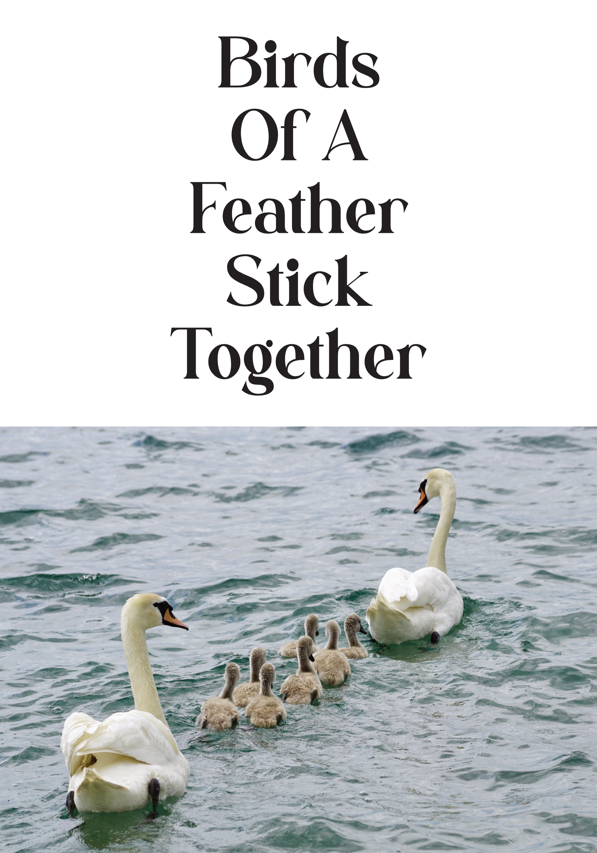 Feathers - Birds of a feather stick together